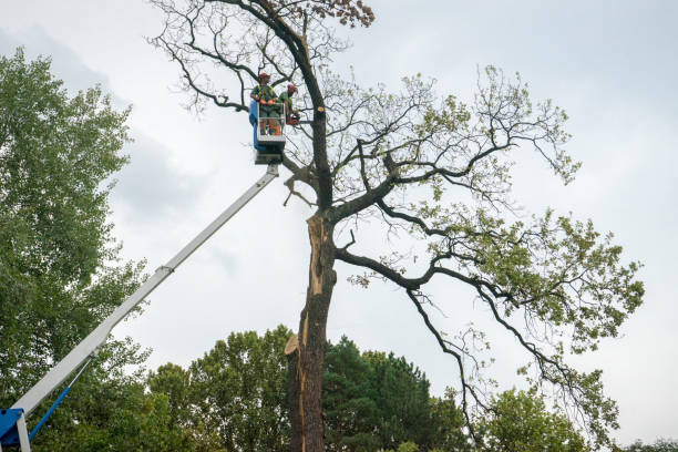 Best Tree Risk Assessment  in Avon, IN