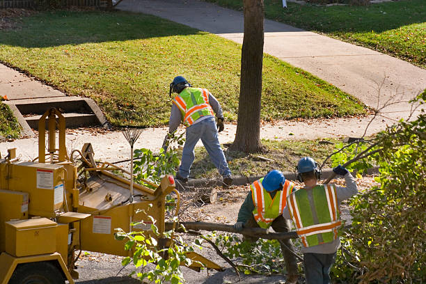 Best Tree Trimming and Pruning  in Avon, IN